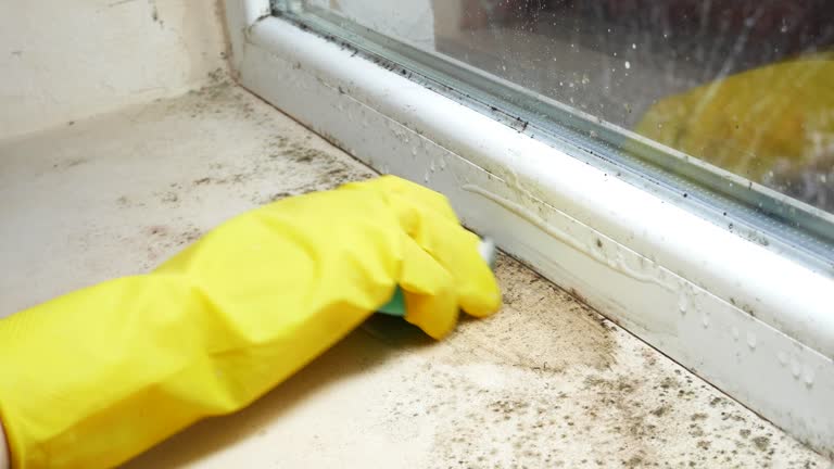 Best Basement Mold Removal  in Tolar, TX